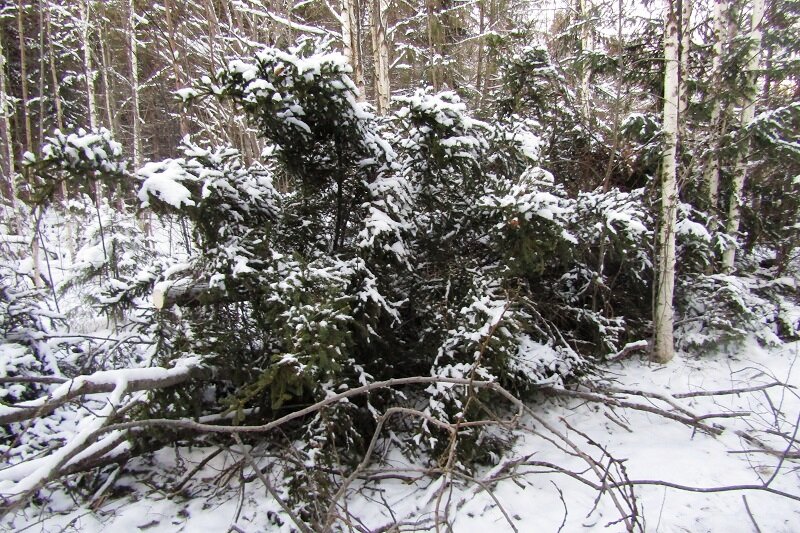 В Пермском крае наказали нелегального сборщика еловых шишек