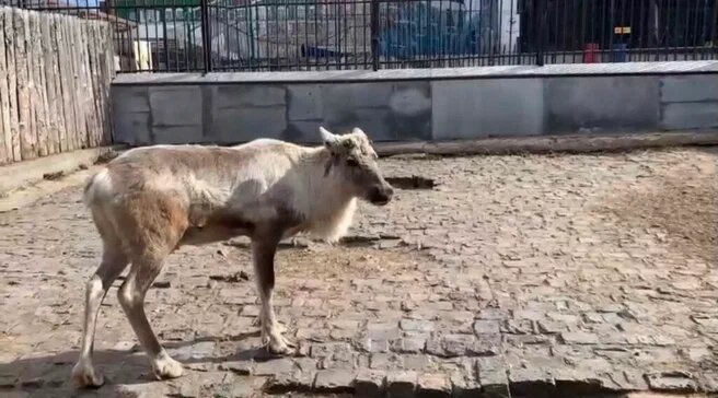 В Прикамье появилось вольерное хозяйство по разведению благородных оленей