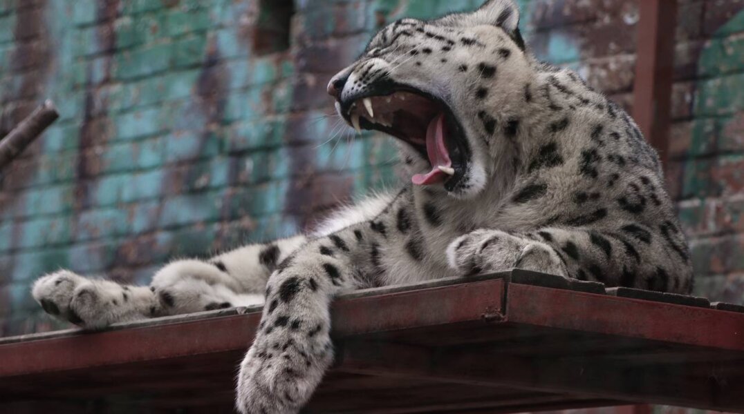 Пермский зоопарк создаст условия для пополнения группировок снежных барсов на воле