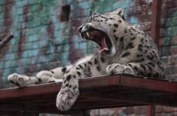 Пермский зоопарк создаст условия для пополнения группировок снежных барсов на воле