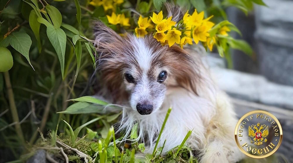 Пес породы папильон из Перми признан самым долголетним в России