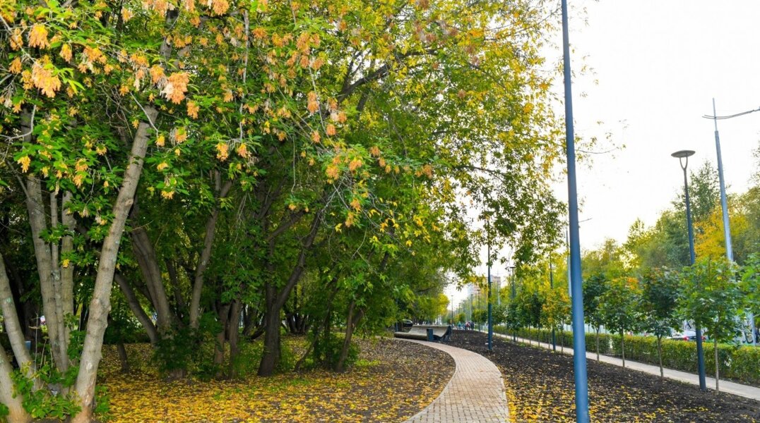 В Перми появится комиссия по защите ценных деревьев