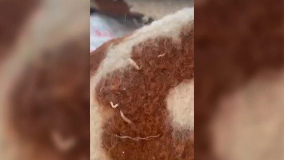 В больнице Владимирской области ребенку выдали одеяло с опарышами