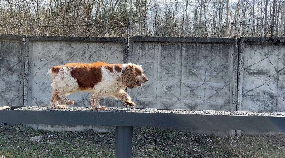 В Перми площадки для выгула собак могут быть реконструированы после аудита