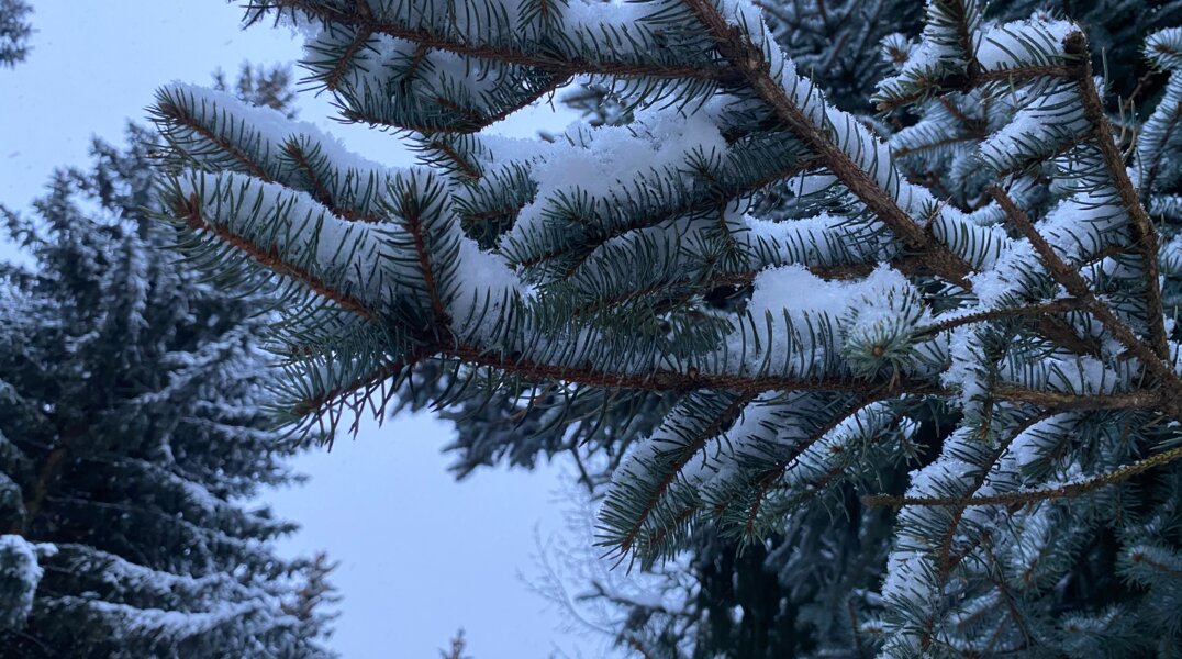 В лесничествах Прикамья выросли цены на новогодние ели, пихты и сосны