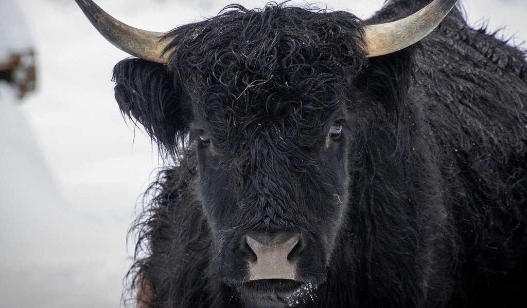 В Перми продают статую быка за 300 тысяч рублей