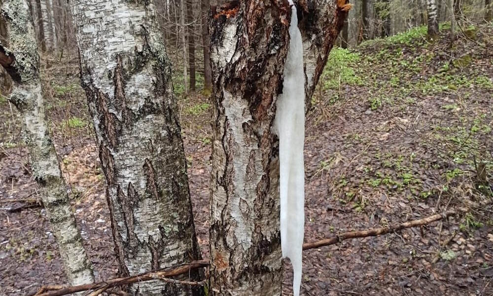Из-за морозов в Прикамье выросли сосульки из березового сока