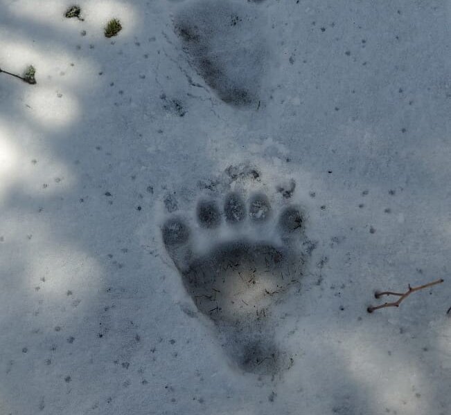 Пермяков просят не ездить в Каменный город из-за медведя