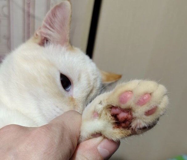 В Прикамье спасатели помогли кошке, словившей рыболовный крючок