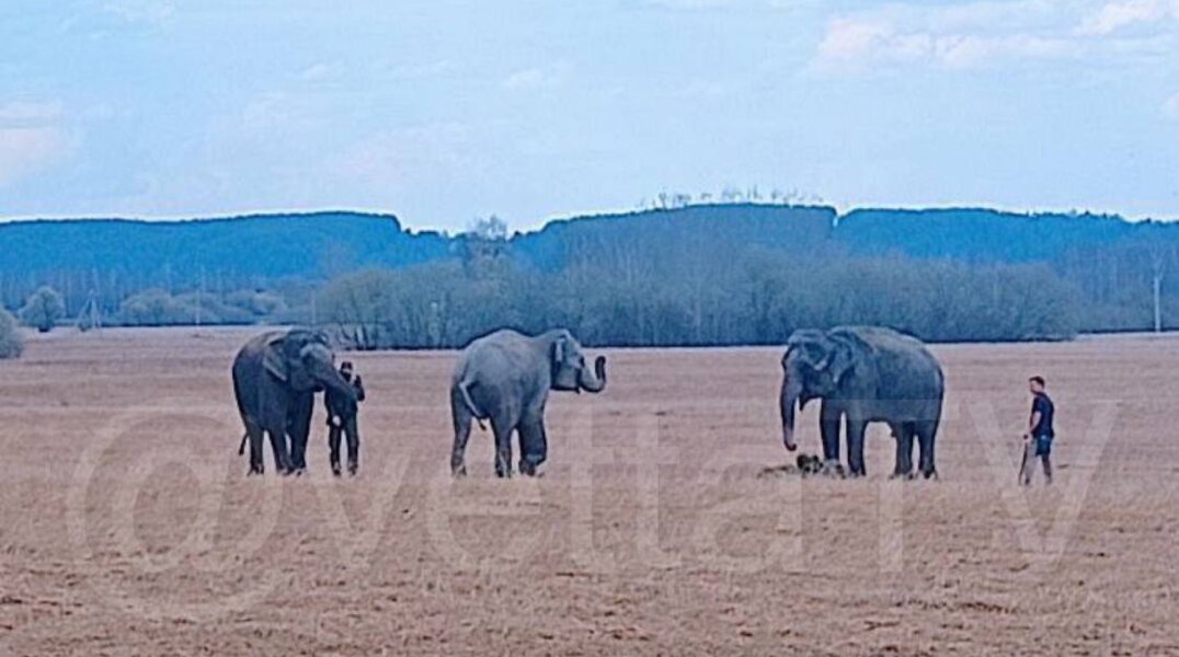Возле трассы под Пермью заметили гуляющих слонов