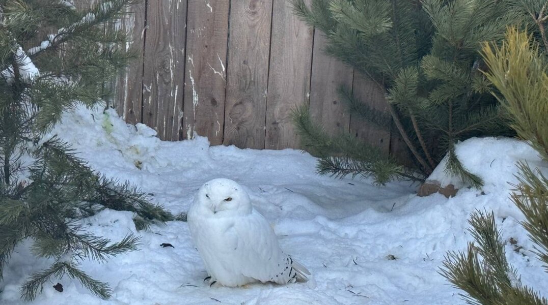 В Перми из-за снегопадов временно закрылся зоопарк