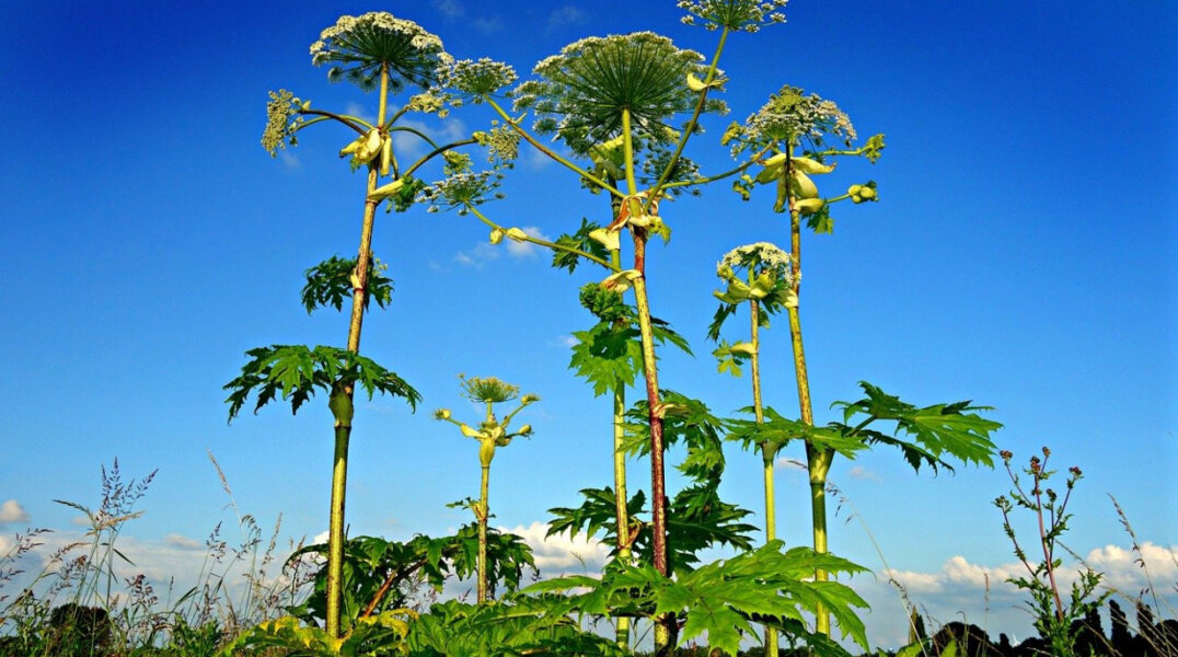 В Пермском крае проводят эксперимент по борьбе с борщевиком