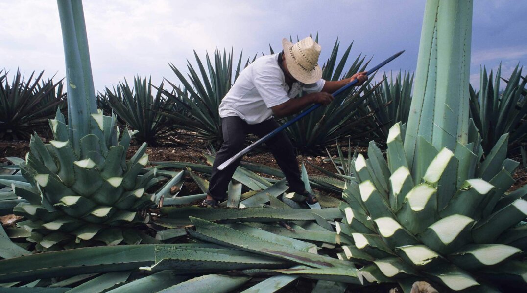 Пермяк украл из магазина бутылку алкоголя из кактуса прямо при продавце