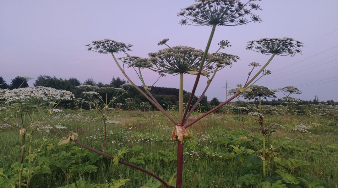 Борщевик захватил 7 650 гектаров земли в Пермском крае