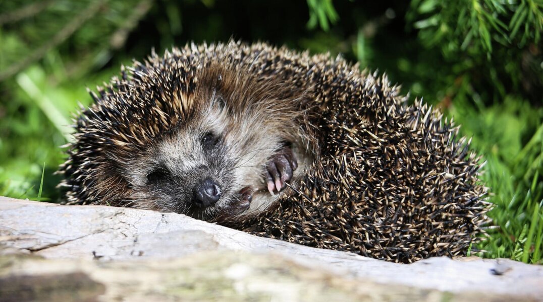 Пермские ежики начинают выползать из норок после зимней спячки