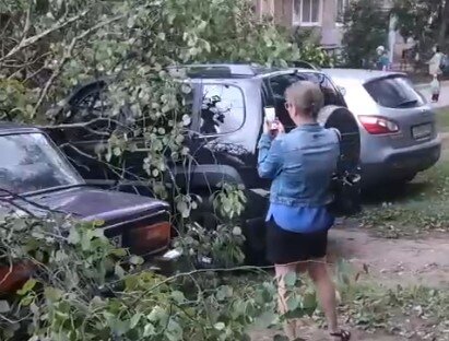 В Перми упавшее дерево придавило три автомобиля
