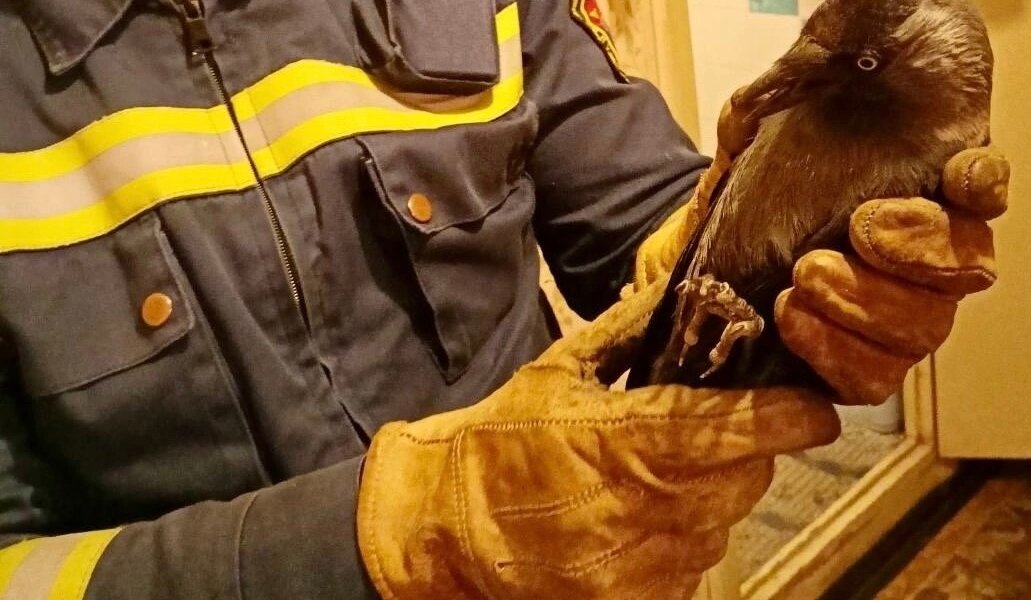 В Перми спасли маленького вороненка