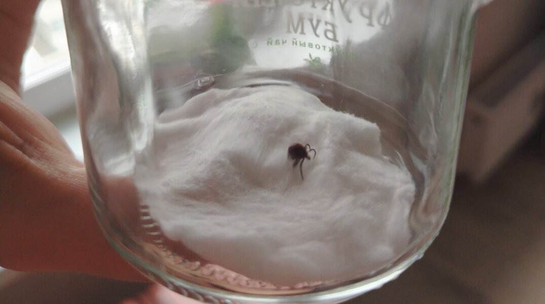 В Прикамье клещи с начала сезона покусали более 22 тысяч человек