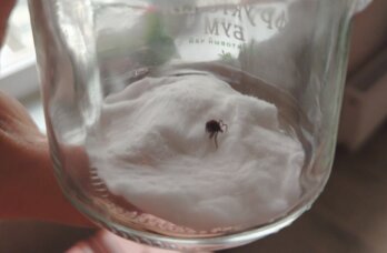 В Пермском крае клещ напал на ребенка