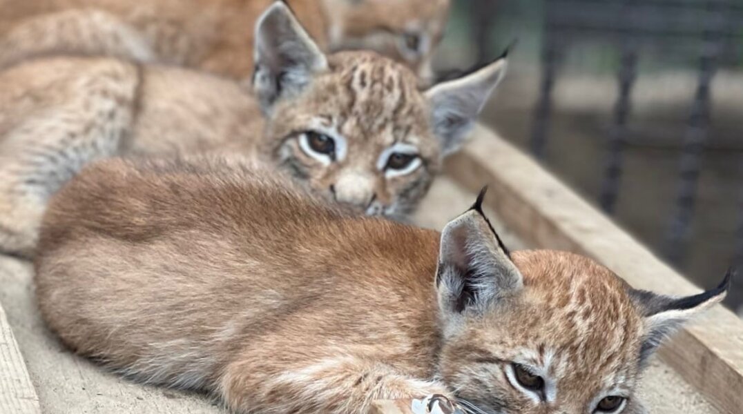В Пермском зоопарке родились три рысенка
