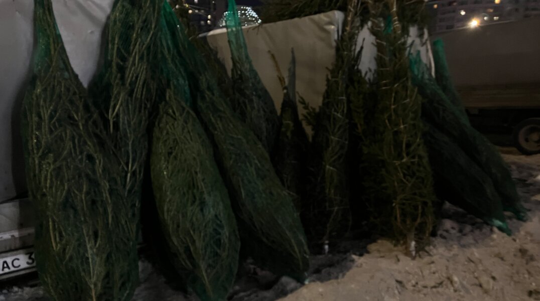 Пермский зоопарк примет нераспроданные новогодние ели от компаний