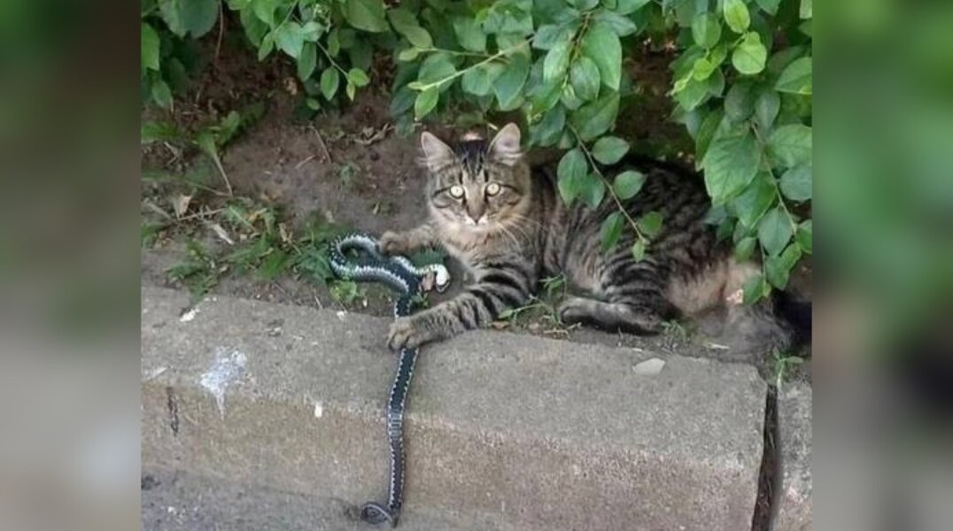 В Перми кошка поймала и задушила большую змею