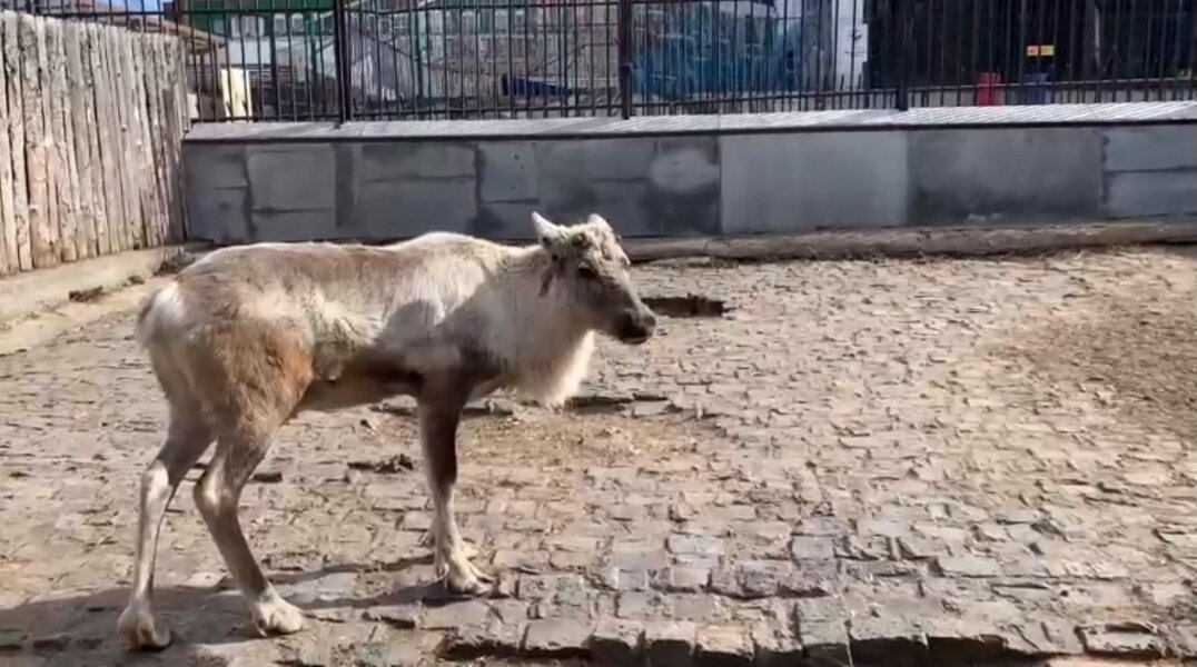 В Пермском зоопарке появился северный олень по кличке Вереск