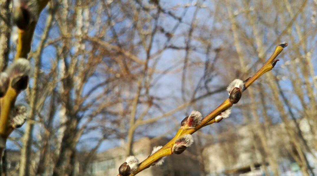 Последние дни марта будут аномально теплыми в Прикамье 