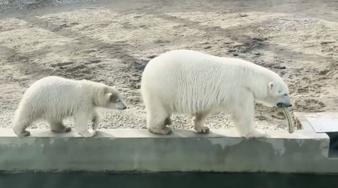 В День матери вход для мам в Пермский зоопарк будет бесплатным