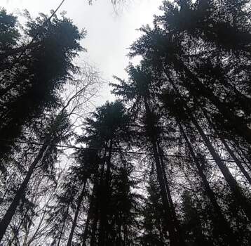 В Нытвенском округе обнаружены останки пяти лосей и кабана