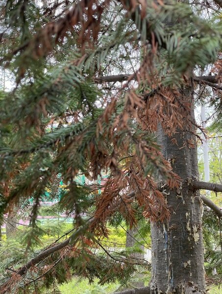 На пихты в пермском Горьковском парке напал Уссурийский полиграф