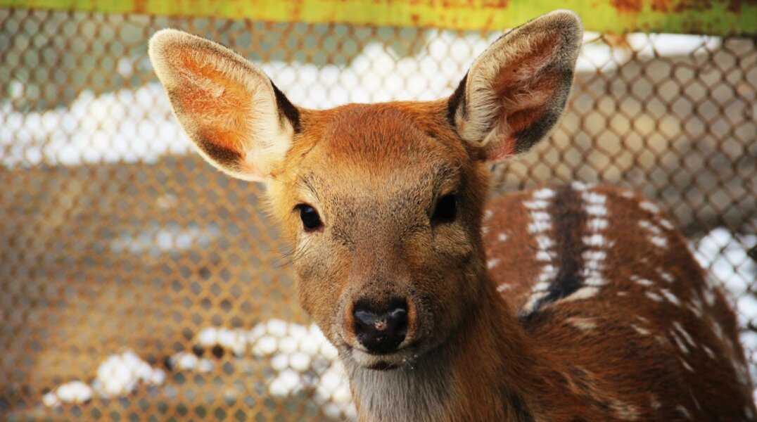 Пермский зоопарк переходит на летний режим работы