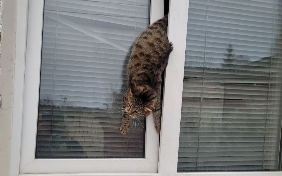 В Кунгуре спасли застрявшую в окне кошку от гибели