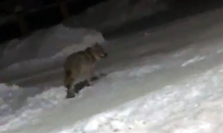 На улице прикамского города заметили волка, он душил собаку