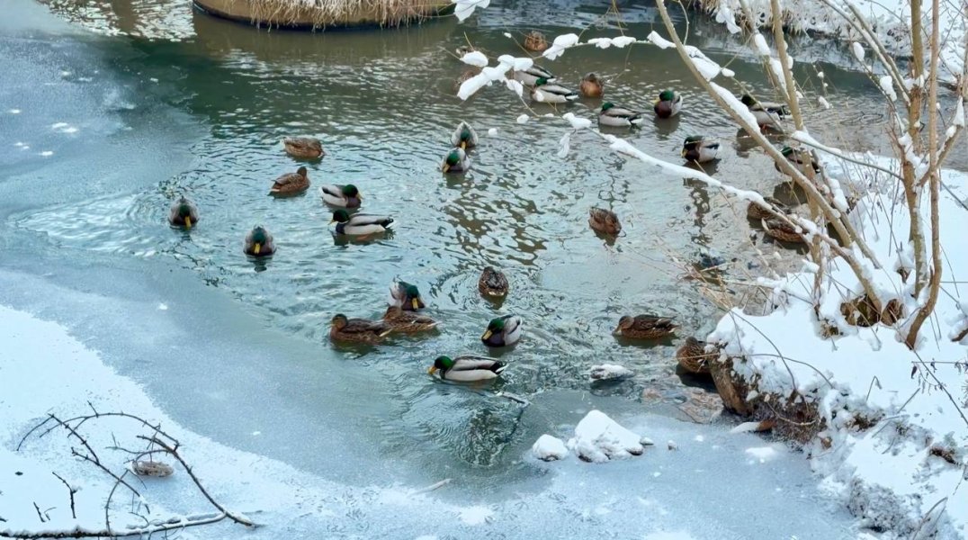 В Перми определили места наибольшего скопления уток