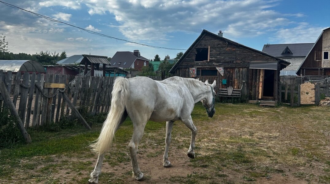 Полиция Перми закупит для своих лошадей 25 тонн овса и 26 тонн сена