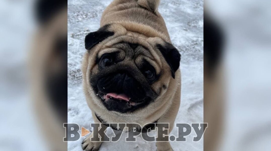 «Собака будет вырываться, держите»: врачей пермской ветклиники обвинили в смерти пса по кличке Арчибальд