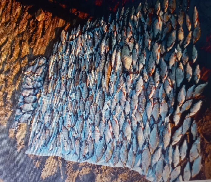 Пермяк незаконно выловил рыбы на четверть миллиона рублей