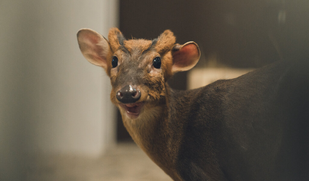 Коллекция Пермского зоопарка пополнилась новыми экзотическими животными