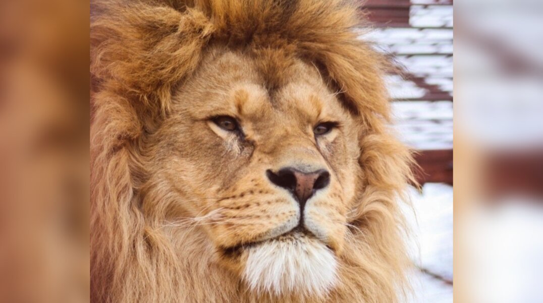 Лев Риччи из Перми переехал в новосибирский зоопарк