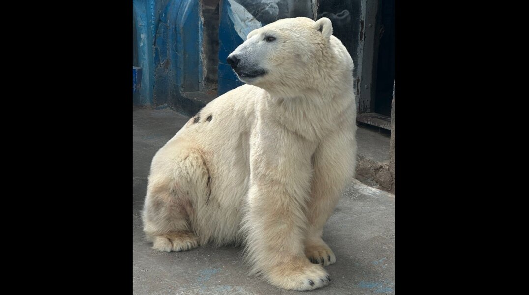 В пермском зоопарке опровергли ранение белого медведя Сэрику