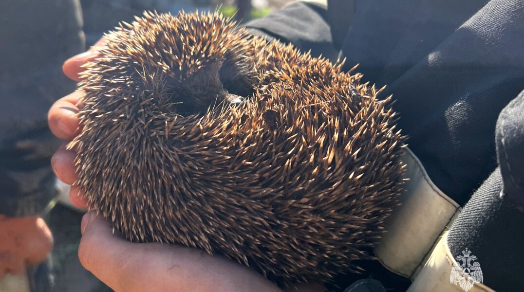 В Прикамье огнеборцы МЧС России спасли ежика