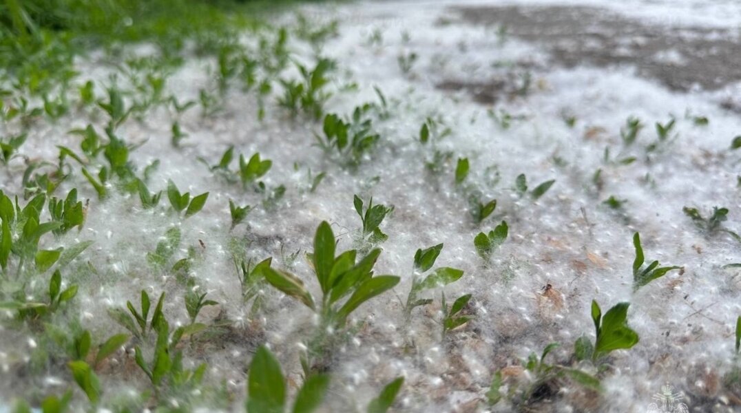 «Белый порох»: в МЧС Прикамья рассказали, как защититься от пожаров из-за тополиного пуха