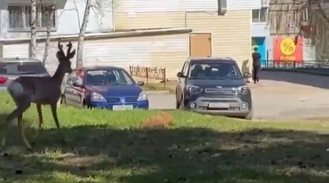 Мэр Чусового призвал жителей вместе спасти косулю