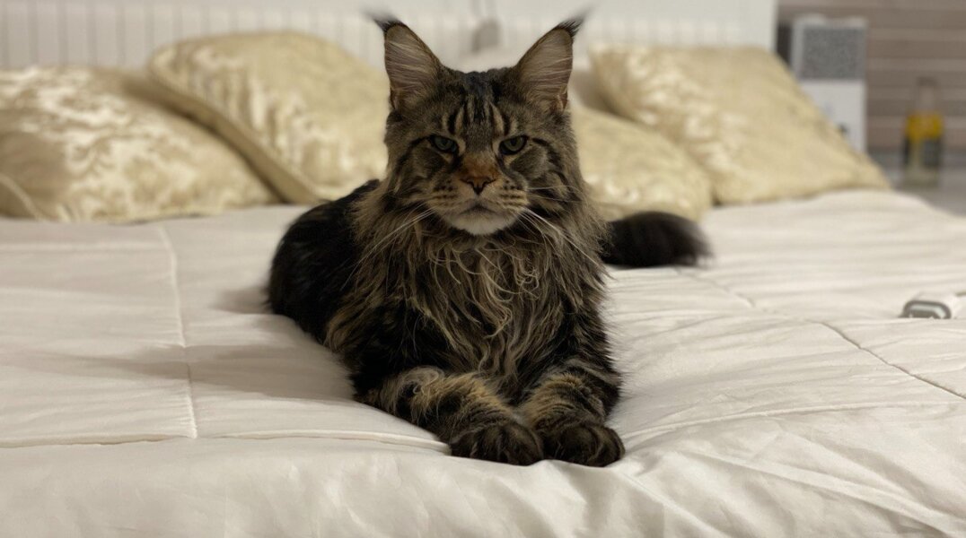 Коту из Перми, вмерзшему в лед, вставили протезы