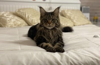 Пермяк отстоял свои права в споре с владельцем мультика «Три кота»