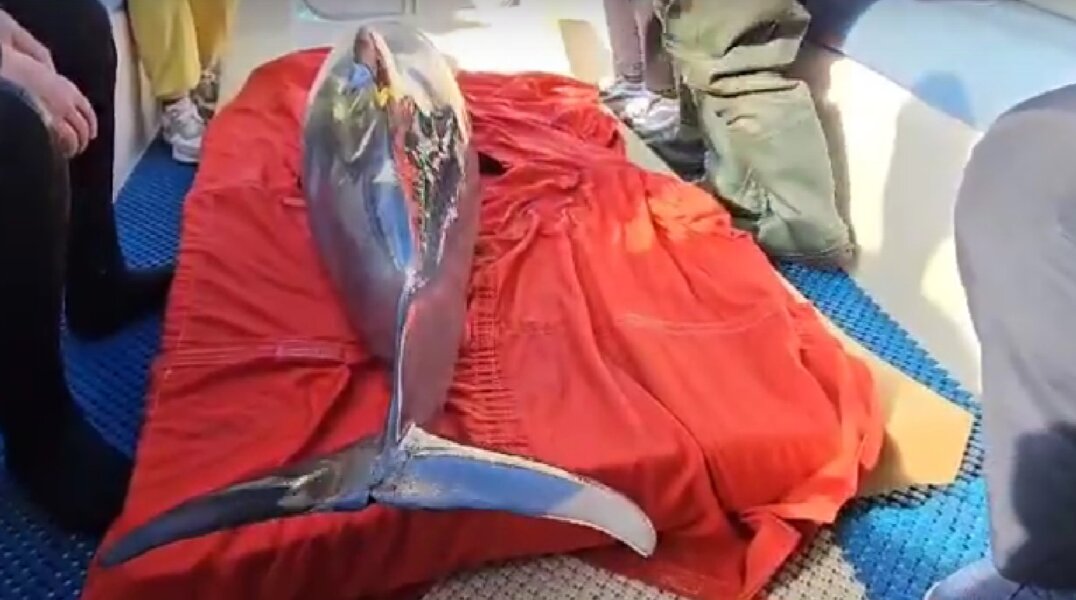 Спасенного в Евпатории дельфина вернули в море. Видео