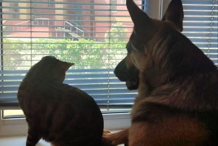 В Прикамье разыскивают тюменских овчарку и бенгальского кота