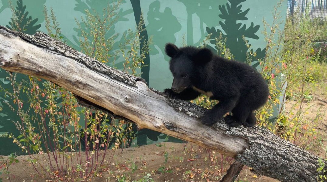 В Пермском зоопарке гималайская медведица готовится к своей первой зимней спячке