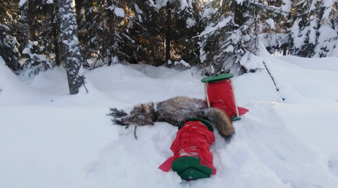 В Прикамье ликвидировали волка, который держал в страхе целый город